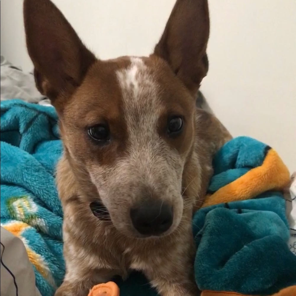 Meet your Posher, Jasmine